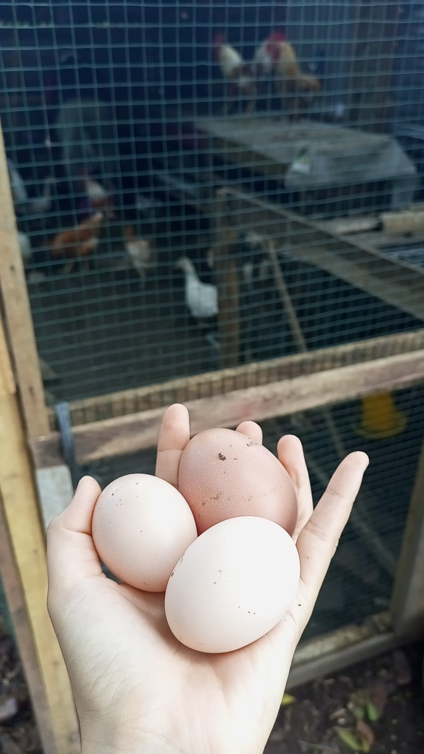 Telur Ayam Kampung